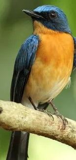 A vibrant orange and blue bird perched on a branch with a green background.