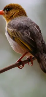 A colorful bird perched gracefully on a branch, set against a blurred background.