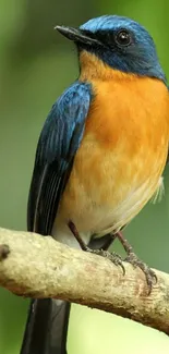 A vibrant bird perched on a branch with a green background.