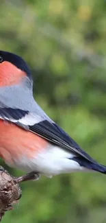 A vibrant bird with colorful plumage perched on a branch in a natural setting.