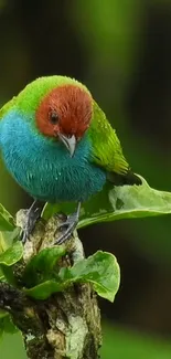 Colorful bird perched on a leaf with a blurred green background.