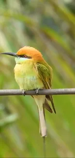 Vibrant bird perched on green branch background.