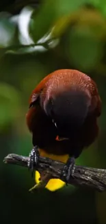 A vibrant bird perched on a branch with green background.