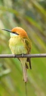 A colorful bird perched on a branch with a green background.