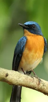 Vibrant blue and orange bird on a branch against a green background.