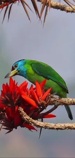 Vibrant green and blue bird perched on red blossoms.