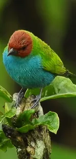 Colorful bird perched on green leafy branch.