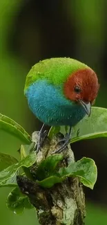 A colorful bird perched on a green leaf, vibrant mobile wallpaper.