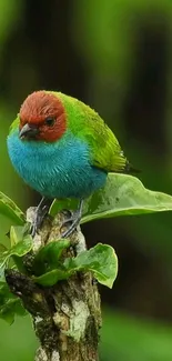 Colorful bird perched on lush green leaf in a vibrant nature scene.