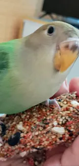 A colorful bird resting on a hand.