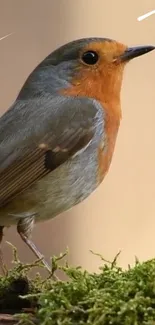 Close-up of a robin perched on green moss.