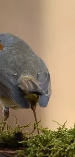 A colorful bird stands on moss, creating a vibrant and natural mobile wallpaper.