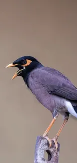 A vibrant bird on a perch set against a beige background.