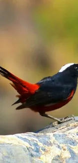 Bird with vibrant plumage perched on a rock in nature.