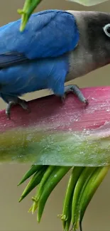 Colorful bird perched on a tropical flower.