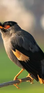 Colorful bird perched on a wire with a blurred background.