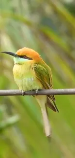 Brightly colored bird resting on branch in a nature setting.