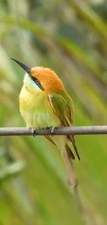 Colorful bird on branch with green background.