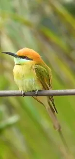 Colorful bird perched on a branch with green background.