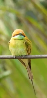 A colorful bird perched on a branch against a green blurred background.