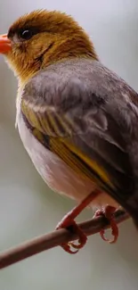 Colorful bird perched on a branch with soft background.