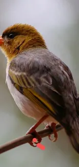 Vibrant bird perched on a branch with warm brown feathers.