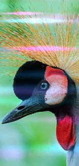 Vibrant wallpaper of a colorful bird with striking plumage.