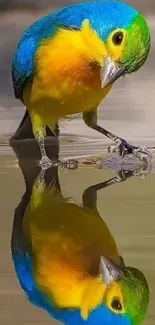 Colorful yellow and blue bird reflected on water surface.