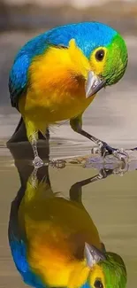 Colorful bird standing by water with a reflection.