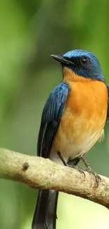 Colorful bird sitting on a branch against a green background.