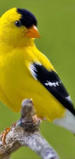 Yellow bird perched on a branch against a green background in mobile wallpaper.