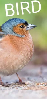 Colorful bird standing on a natural background, vibrant and lively.