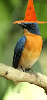 Colorful bird in orange hat on branch.