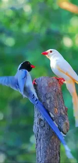 Two colorful birds on a tree in a green forest.