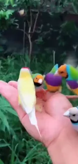 Colorful birds perched on a hand in a lush natural setting.