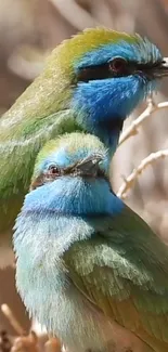 Green and blue birds perched on a branch in natural setting.