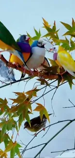 Colorful birds perched on an autumn branch with vibrant leaves.