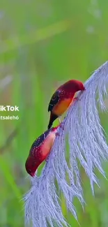 Two colorful birds perched on a grassy stem.