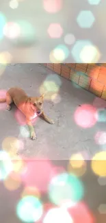 Dog lying on concrete with colorful bokeh effect background.