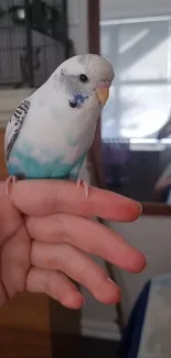 A colorful budgie perched gently on a hand inside a cozy room.