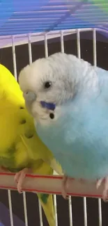 Vibrant budgie pair in a cage, blue and yellow.