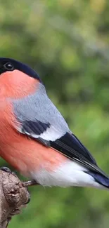 Vibrant bullfinch bird with a lush green background.