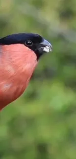 Bullfinch perched with green nature background.