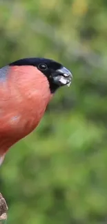 Bullfinch perched on a branch with a green background.