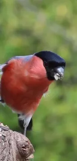 Bullfinch perched on a tree with a green background.