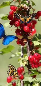 Colorful butterflies on red berry plant.