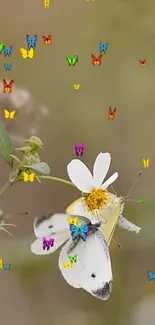 Colorful butterflies resting on a white flower in nature-themed wallpaper.