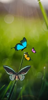 Vibrant butterflies flutter above green grass in a lively phone wallpaper.