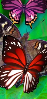 Colorful butterflies resting on vibrant green leaves.