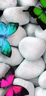 Colorful butterflies resting on smooth grey pebbles.